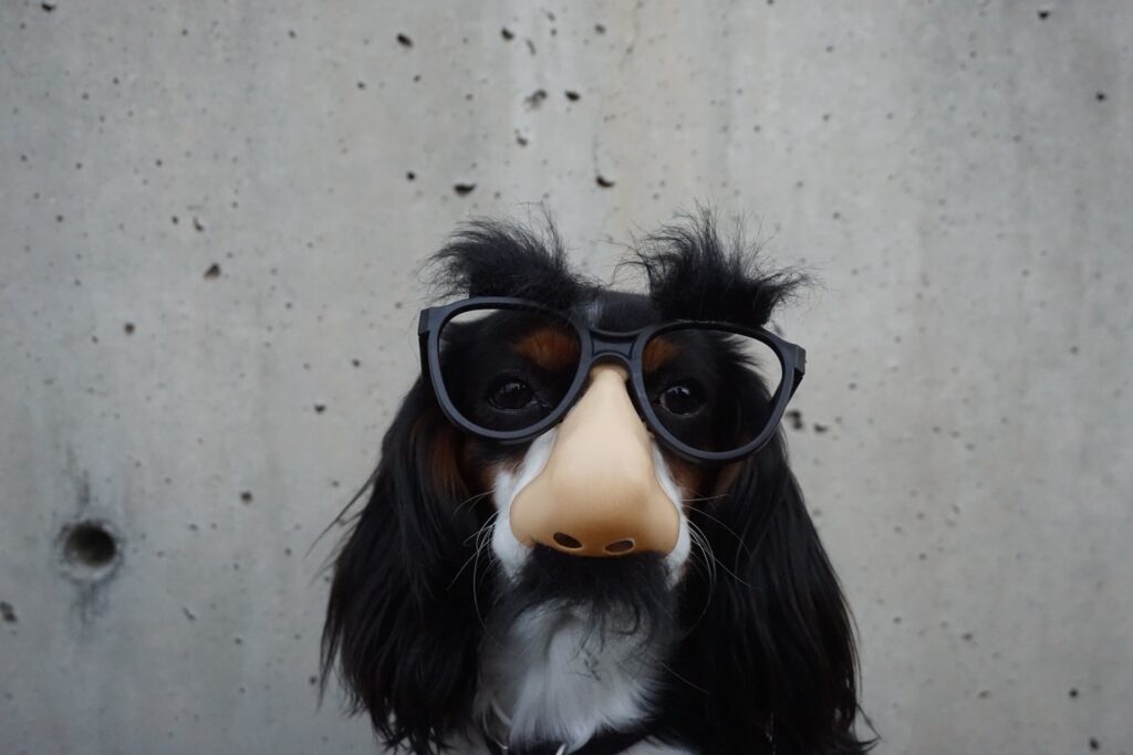 Dog wearing funny glasses and comedy nose.